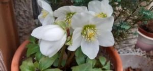 Blüte der Christrose, Helleborus niger, im Winter