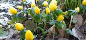 Blüten von Winterling, Eranthis hyemalis, im Winter