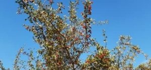 Früchte Weißdorn, Crataegus