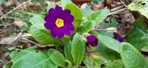 Frühe Primelblüte, Primula spec.