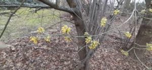 Blüte Kornelkirsche, Cornus mas