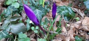 Krokus, Crocus spec.