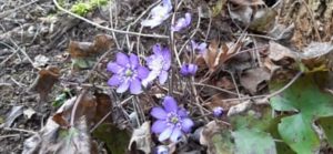Leberblümchen, Hepatica nobilis