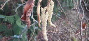 Männliche Blüte Haselnuss, Corylus avellana