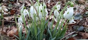 Schneeglöckchen im Februar, Galanthus spec.