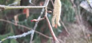 Unscheinbare, weibliche Blüte Haselnuss, Corylus avellana