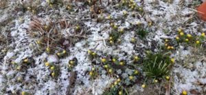 Winterlinge trotzen Schnee und Eis