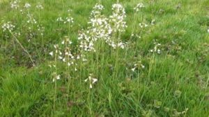 Das Wiesenschaumkraut, Cardamine pratensis, ist eine bei Bienen beliebte Pflanze Wiesenschaumkraut, Cardamine pratensis