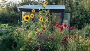 Blühende Pflanzen im Biogarten