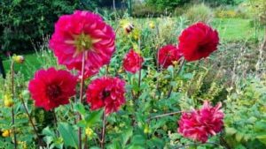 Dahlie rot, alte Sorte unbekannt, Dahlia spec.