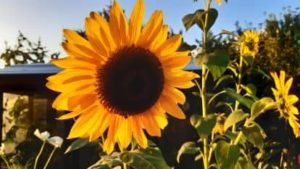 Großblumige Sonnenblume, Helianthus annuus spec.