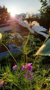 Schmuckkörbchen weiß; Cosmos bipinnatus
