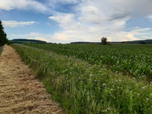 Blühstreifen als Feldrain