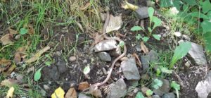 Blindschleichen verstecken sich gerne unter Steinen in Feldgehölzhecken Die Blindschleiche