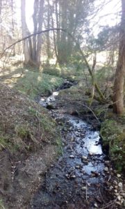 Ein Bach im Mischwald