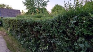 Der Formschnitt erfolgt meist im Juli mit einer Akkuheckenschere Formschnitt einer Gartenhecke