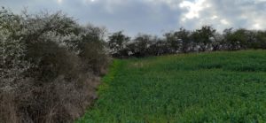 Blühender Schlehdorn in einer Feldgehölzhecke Hecke aus Schlehdorn