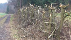 Manchmal gleicht der Heckenschnitt einem Gemetzel Hecke falsch gekürzt