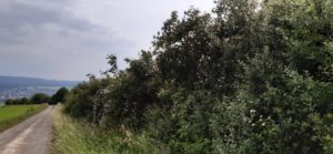 Verschiedene Arten in einer Feldgehölzhecke Hecke mit Wildrosen und anderen Arten