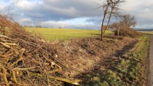 Ein Kahlschlag einer ganzen Hecke sollte unbedingt vermieden werden Heckenkahlschlag