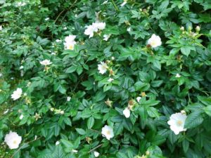 Die Hundsrose gehört zu den einheimischen Heckenpflanzen Hundsrose, Rosa canina