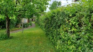 Eine Formschnitthecke als Begrenzung zum Nachbargrundstück Ligusterhecke in meinem Garten
