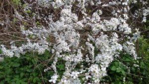 Der Schlehdorn blüht noch vor dem Weißdorn, meist im April Schleh- oder auch Schwarzdorn, Prunus spinosa