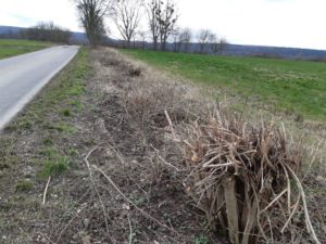 Totalrückschnitt einer Hecke sollte nicht geschehen Totalrückschnitt einer Hecke
