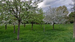 Verschiedene Obstgehölze bilden eine Streuobstwiese