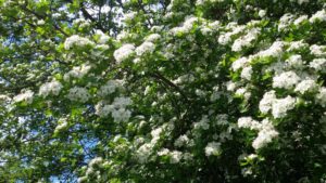 Die Weißdornblüte dauert oft nur eine Woche im Mai Weißdornblüte, Crataegus monogyna