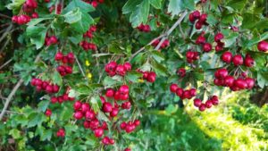 Weißdornfrüchte enthalten viel Vitamin c Weißdornfrüchte