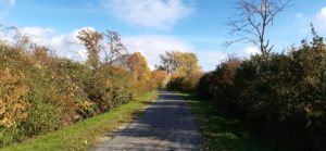 Wildgehölzhecken auf beiden Seiten eines Feldweges Wildgehölzhecke am Feldwegrand