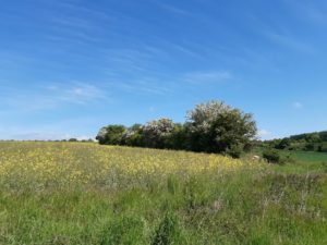 Eine Wildgehölzhecke am Feldrand Wildstrauchhecke am Feldrand