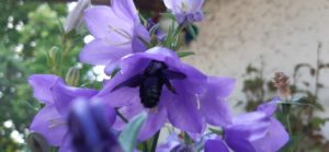 Die Blaue Holzbiene ist eine der größten Wildbienenarten Die Blaue Holzbiene legt ihre Eier in Gänge in Totholz