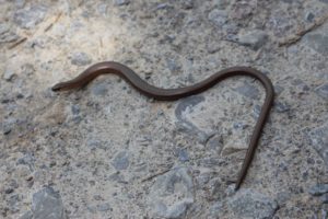 Blindschleichen sind keine Schlangen Die Blindschleiche, Bewohnerin von Totholzhaufen