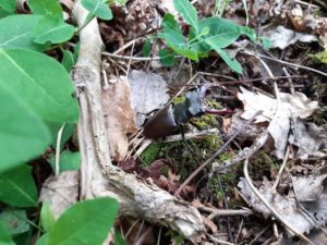 Im Juni sieht man den Hirschkäfer wie er aus Totholz krabbelt Hirschkäfer kriecht aus Totholz