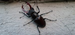 Ein Hirschkäfermännchen mit kräftigen Zangen Hirschkäferlarven leben im Totholz von Eiche oder Kirsche