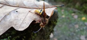 Hornissen gehören zu den bedrohteren Arten Hornissen nutzen Totholz zum Bau ihrer Nester