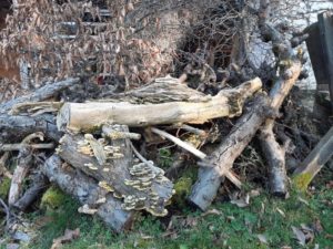 Verschiedene Pilze wachsen am und im sich zersetzenden Holz Totholz als Lebensraum