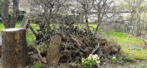 Als Hecke bietet die Hainbuche Schutz für viele Tiere Totholzhaufen mit Hainbuche